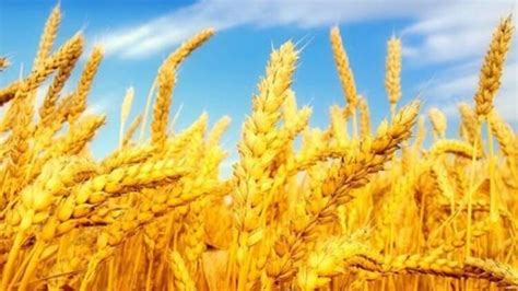 öğütülmüş buğdaya ne denir